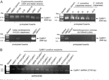 TABLE 1 Fungal strains tested in this study for the ability to support CpMV1 replication