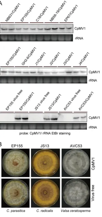 FIG 4 Northern blot and phenotypic analyses of Cryphonectria parasitica mitovirus 1 (CpMV1) in different(rRNA) served as a loading control for this and subsequent ﬁgures