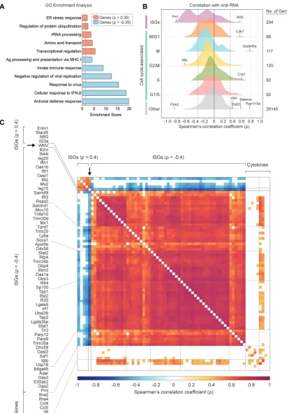 FIG 5 ISGs negatively correlate with WNV RNA abundance. (A) Gene ontology (GO) enrichment analysis for genes signiﬁcantlygene expression correlated viral RNA across all WNV cells