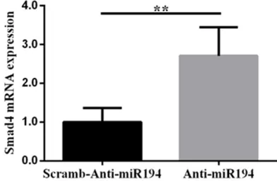 Figure 5. Downregulating expression of microR-NA-194 can promote expression of Smad1 mRNA