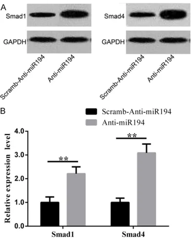 Figure 7. A: Downregulation of microRNA-194 ex-pression can promote expression of Smad1 and Smad4 protein, B: Western blot analysis of Smad1 and Smad4 protein expression