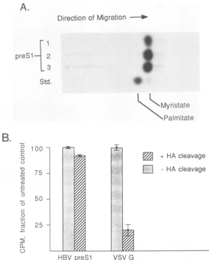 FIG. 2.preSl-globin Production of 3H-myristate-labeled preSl proteins and fusion proteins by injection of synthetic mRNAs into