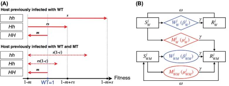 FIG 3 (A) Compensatory immunity alters the ﬁtness of escape variant infection in the Hh and hh individuals