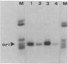 FIG. 5.immunoaffinityderivedHinfl-digestedPyTAgagarosebyproceduresaImmunefinity-purifiedent.gelsfragmentsHSHS2)at(20).boundEG2,DNA nitrocellulose -20°C