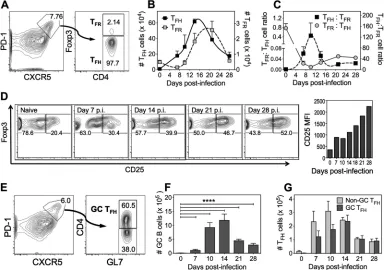 FIG 1 Kinetics of Tcourse of infection with a graphical representation of CD25 median ﬂuorescent intensity at the indicated time points