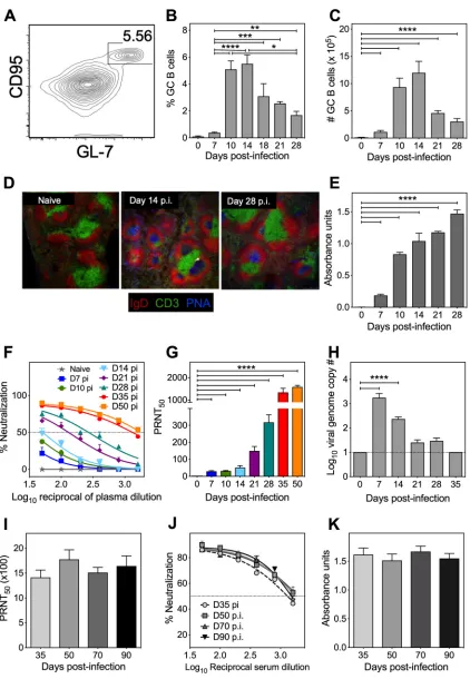 FIG 2 Kinetics of GC B cell and antibody responses during ECTV-WT infection. C57BL/6 mice (as described in Fig