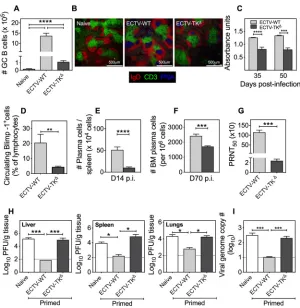 FIG 4 Viral replicative capacity determines the magnitude of GC B cell and protective antibody re-cytometry