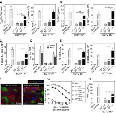 FIG 5 Effect of virus dose and route of infection on Tscale bar, 50010frozen spleen sections from mice infected with ECTV-TKPercentage and total GC B cell numbers