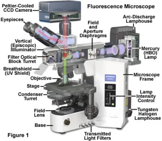 Figure 2.8:Schematic diagram of ﬂuorescent microscope [2].