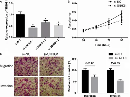 Figure 2. SNHG1 promotes the proliferation, migration and invasion of BCa cells. A. SNHG1-siRNAs could signifi-cantly reduce SNHG1 expression in MCF-7 cells