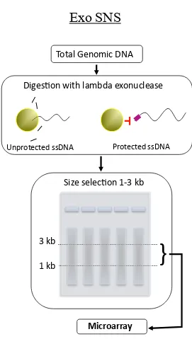 Figure 3. Flow diagram Exo SNS. Figure 3. Flow diagram Exo SNSGeneral steps to obtain SNS using lambda exonuclease 