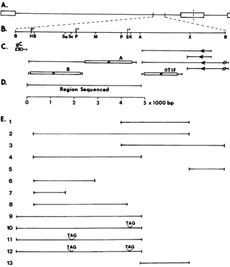 TABLE 2. Mapping of at-TIF-enhancing activity within theBamHI F fragment of HSV-1