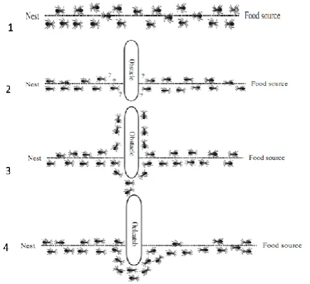 Fig. 1.  Ants’ behavior to find food: (1) ants walk along the shortest path, (2) ants have to choose one of the two available paths that have been made by obstacle, (3) ants find available paths and (4) the ants discover the new 