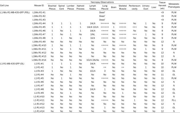 Table 1. Characterization of metastatic outcome of L1-R1-OL and L1Mic-R1-POL MDA-MB-435-GFP lung derivative cell lines in vivo (the 2round of in vivo passage)