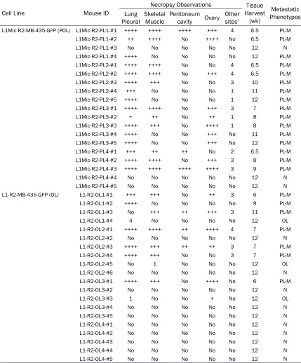 Table 2. Characterization of metastatic outcome of L1-R2-OL and L1Mic-R2-POL MDA-MB-435-GFP lung derivative cell lines in vivo (the 3rd round of in vivo passage)