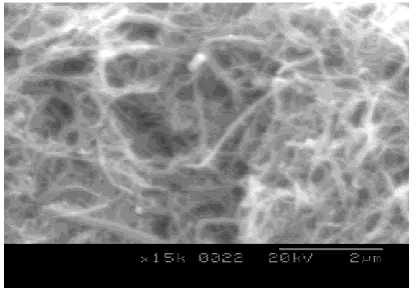 Figure 4  SEM image of a carbon nanotubes-fabricated buckysheet   