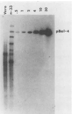 FIG.1.BamHITheinsertedodspBal4,leftsite.locationsdetermineddashedoris.unitsBysites Plasmids used in this study