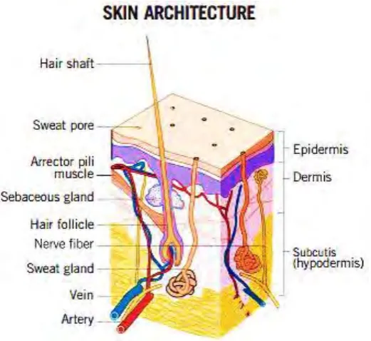 Figure 2.1: Cross section of human skin [2] 