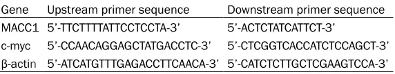 Table 1. Primer sequences used for MACC1, c-myc, and β-actin genes