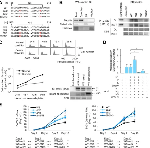 FIG 6 Splicing of N isoforms negatively regulates BoDV infection. (A) Partial sequences of rBoDVs