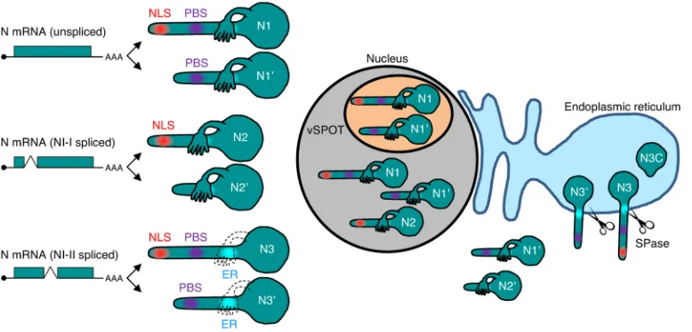 FIG 8 Schematic representation of N isoforms and their subcellular localization during BoDV infection
