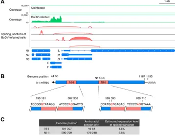 FIG 1 Alternative splicing generates transcript variants of N. (A) IGV browser view showing the coverage andsplicing junctions of mapped RNA reads from persistently BoDV-infected OL cells