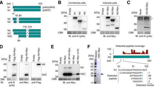 FIG 2 N isoforms expressed from splicing variants of N transcript. (A) Schematic representation of N isoforms