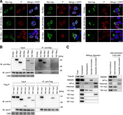 FIG 3 Subcellular localization and P- and chromatin-binding abilities of N isoforms. (A) Localization of splicing isoforms with a C-terminaldetection of tubulin, HMGB1, HP1Myc tag