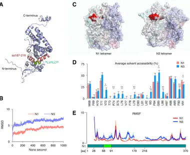FIG 5 The ER-targeting signal peptide is partially exposed to the protein surface in the predicted N3 structure