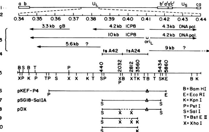 FIG.1.arerestrictiongenomeofDNAsknowntransfer -55 Genomic location of the ICP8 gene and plasmids and DNA fragments used in this study