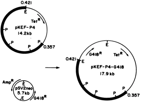 TABLE 1. Qualitative complementation tests of ICP8 ts mutantstsA24 and tsA42 in G418-resistant Vero cell linesa