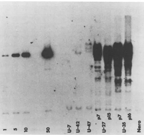 FIG. 3.waslabeledrepresentinginofpassageU-35jig an ICP8 Southern blot analysis of the presence and copy number gene sequences in selected cell lines