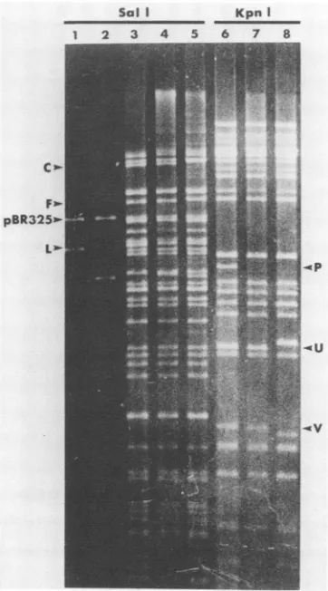 FIG. 5.digests.RelevantpSG18-SalIA; Agarose gel electrophoresis of plasmid and viral DNA Lanes:1 to 5, Sall digests; 6 to 8, KpnI digests;1, 2, pDX; 3 and 6, KOS; 4 and 7, d21; 5 and 8, d61