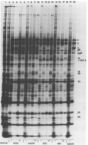 FIG. 8.even-numbered7,polypeptidestsA24.19 8, and SDS-PAGE of infected-cell polypeptides: comparison of KOS, tsA24, d21, andd61 in Vero and U-47 cells