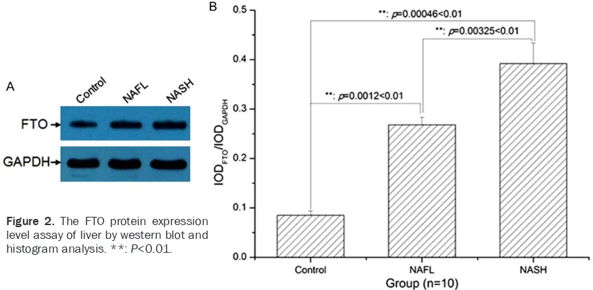 Figure 2. The FTO protein expression level assay of liver by western blot and 