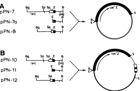 TABLE 1. Effect of 3' LTR insertions