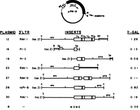 TABLE 2. Effect of alterations within the LTR at the SphI site