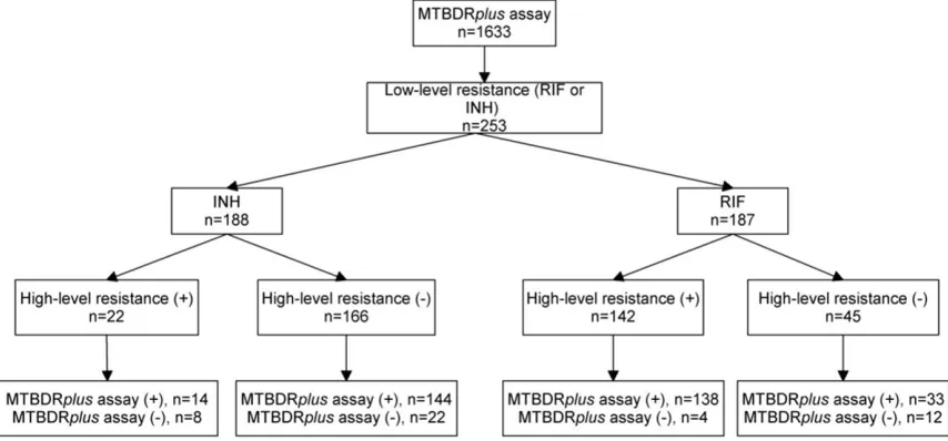 Figure 1. Flow chart showing enrollment process. INH, isoniazid; RIF, rifampicin.