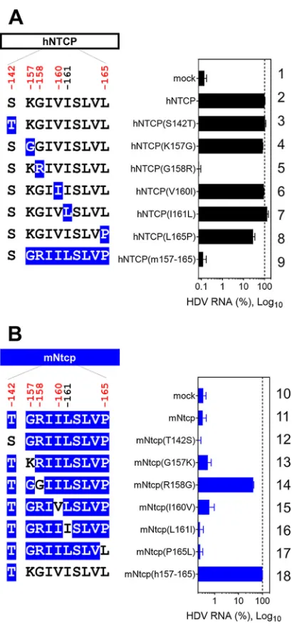 FIG 6 Single positive selection site in NTCP determines HDV susceptibility. (Left) Schematic representa-tion of hNTCP (A) or mNtcp (B) variants (black, human-type residues; blue, macaque-type residues).(Right) HDV infection assay for determining the suscep