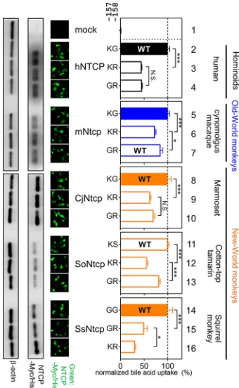 FIG 7 Impact of mutations at aa 157 and 158 in NTCP for bile acid uptake function. (Left) Expressionpresented as meansnonsusceptible NTCP, respectively