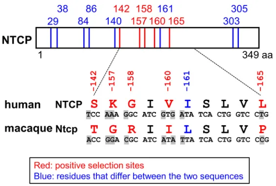 FIG 2 Comparison between human and macaque NTCPs. Schematic representation of the primary aminoacid and nucleotide sequence of NTCP