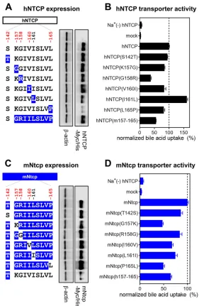 FIG 3 NTCP expression and transporter activity. (A and C, left) Schematic representation of NTCP variants.substrate in either sodium-free buffer (to determine background level) or sodium-containing buffer.Normalized transporter activities are shown and wer