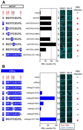 FIG 4 Single positive selection site on NTCP, at aa 158, is a key determinant for supporting HBV infection.(Left) Schematic representation of the wild type and variants of hNTCP (A) and mNtcp (B) (black,human-type residues; blue, macaque-type residues)