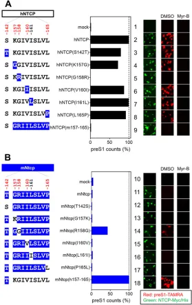 FIG 5 Single positive selection site on NTCP is critical for HBV envelope binding. (Left) Schematicrepresentation of hNTCP (A) or mNtcp (B) variants (black, human-type residues; blue, macaque-typeresidues)