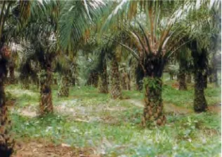 Figure 2.3: 12 years old oil palm plantation. Stipe is secured by old bases 