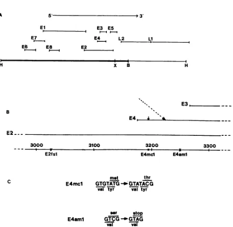 TABLE 1. C127 cell transformation by double mutantsa