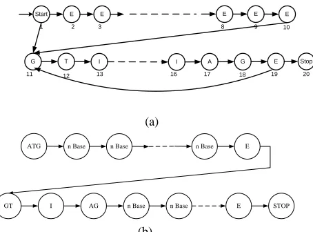 Figure 1 as the area code for proteins called CDS consisting of one or more exons. Area exon begins with  the start site ATG and TAA or TAG stop site or TGA