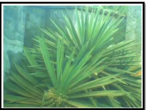 Figure 2.1 Figure Sisal leaf Oladele et all 2014 