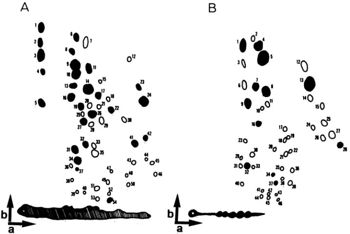 FIG. 2.eachtochromatographyresolvedEIAV all Composite two-dimensional tryptic peptide patterns generated from maps of 251I-labeled glycoproteins gp9O and gp45 from each isolate