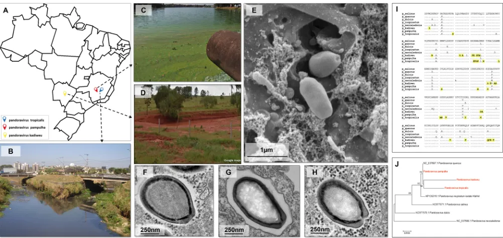 FIG 1 Sites of collection and electron microscopy and phylogenetic analysis of the pandoravirus isolated in this work